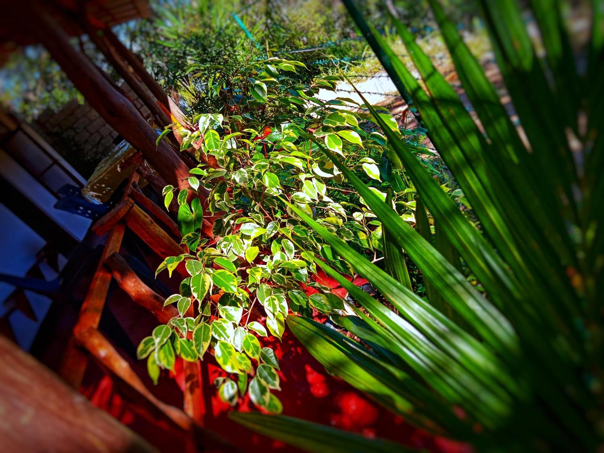 New Rose Villa Bandarawela Procida Dış mekan fotoğraf