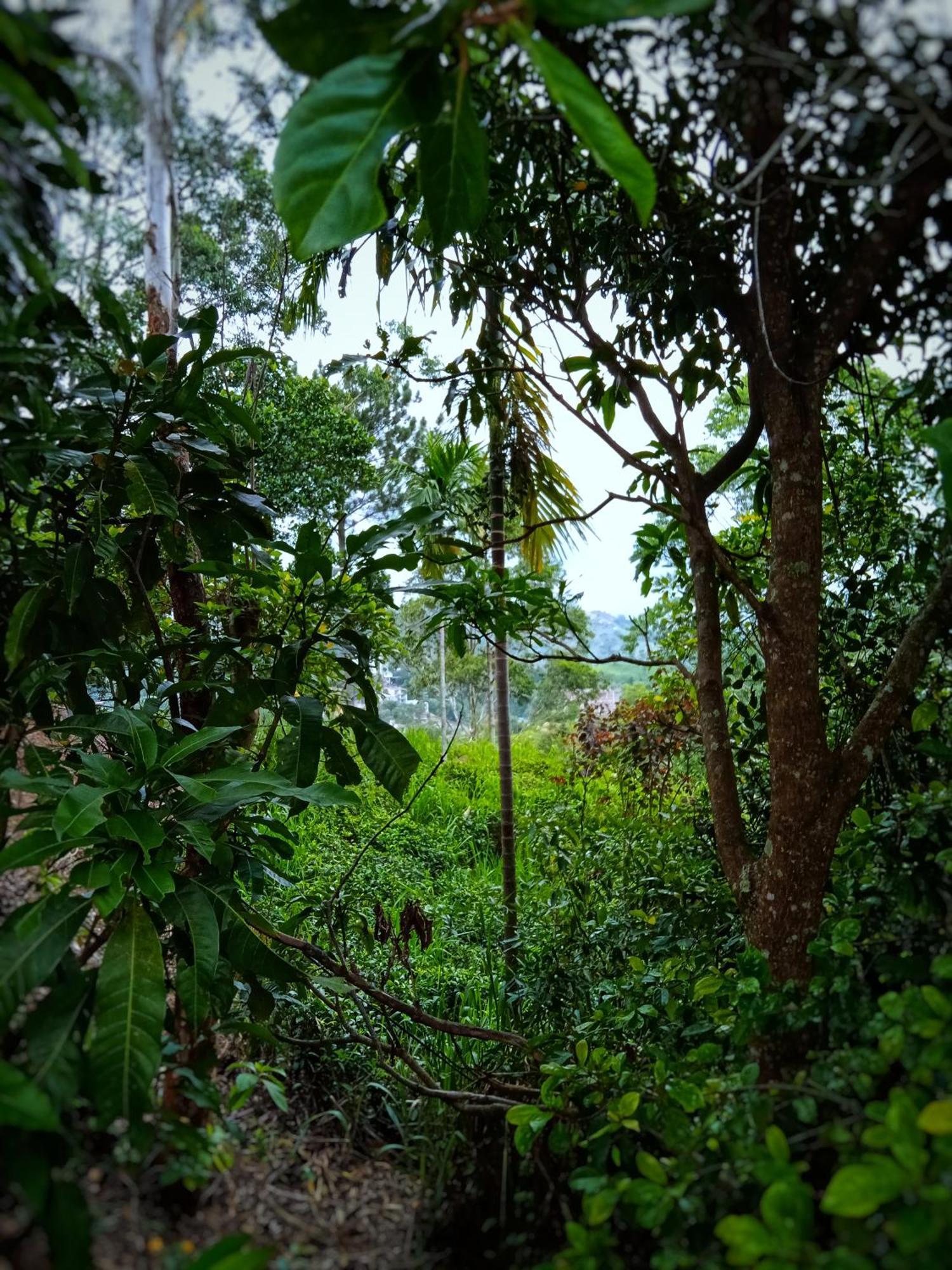 New Rose Villa Bandarawela Procida Dış mekan fotoğraf