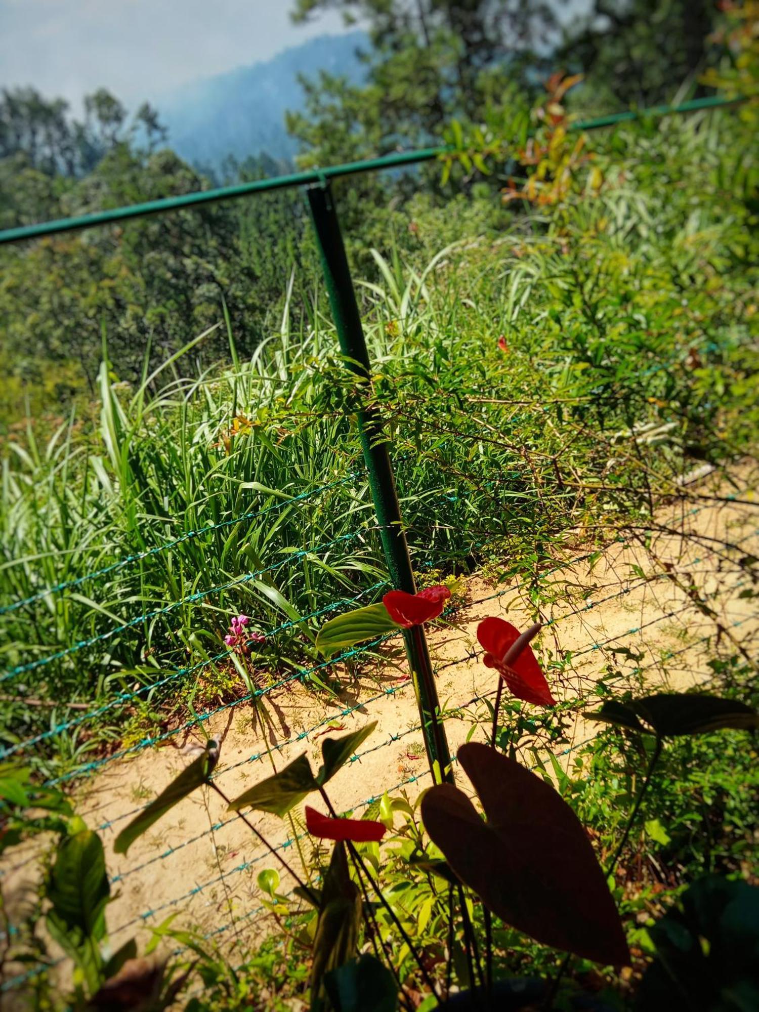 New Rose Villa Bandarawela Procida Dış mekan fotoğraf